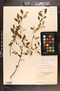 Styrax americanus image