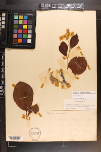 Styrax grandifolius image