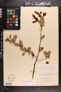 Styrax americanus image