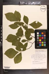 Styrax grandifolius image