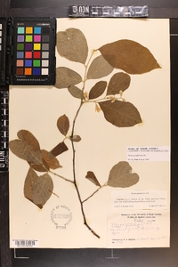 Styrax grandifolius image