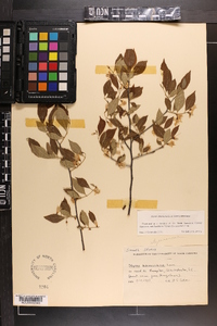 Styrax americanus image