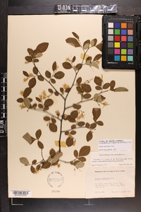 Styrax americanus image