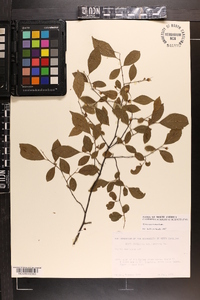 Styrax americanus image