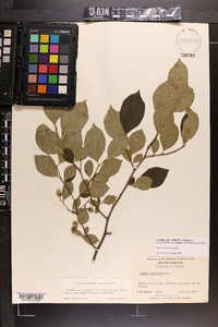 Styrax americanus image