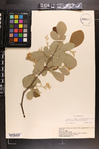 Styrax grandifolius image