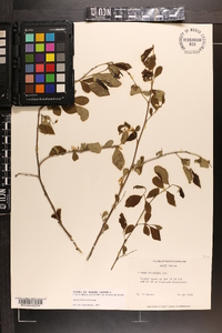 Styrax americanus image