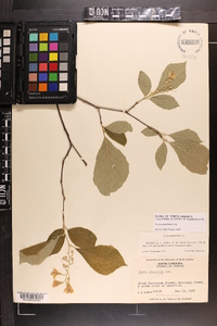 Styrax grandifolius image