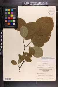 Styrax grandifolius image