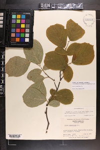 Styrax grandifolius image