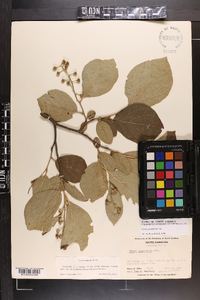 Styrax grandifolius image