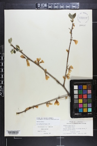 Halesia carolina image