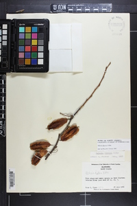 Halesia diptera image