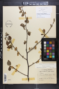 Halesia carolina image