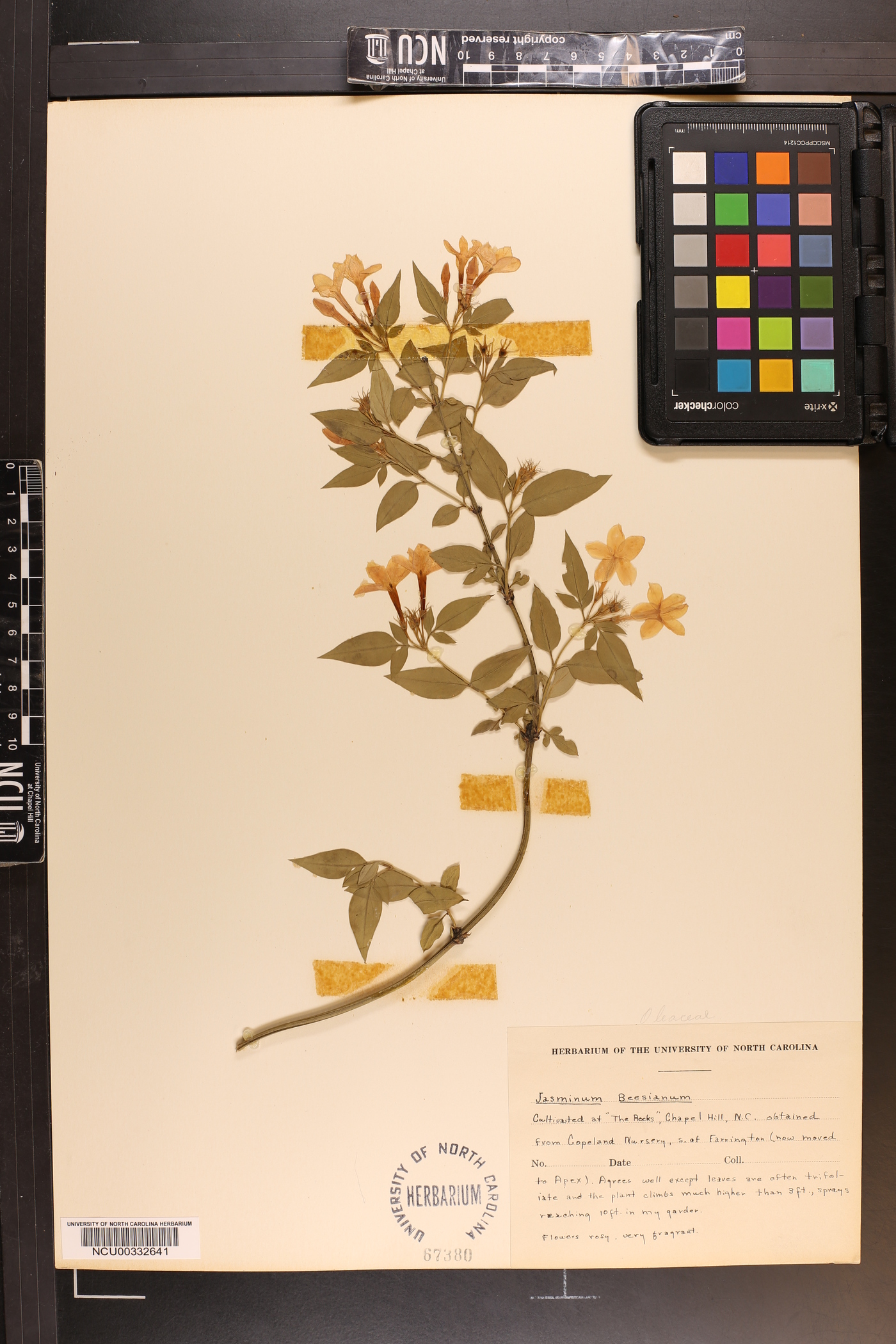 Jasminum beesianum image