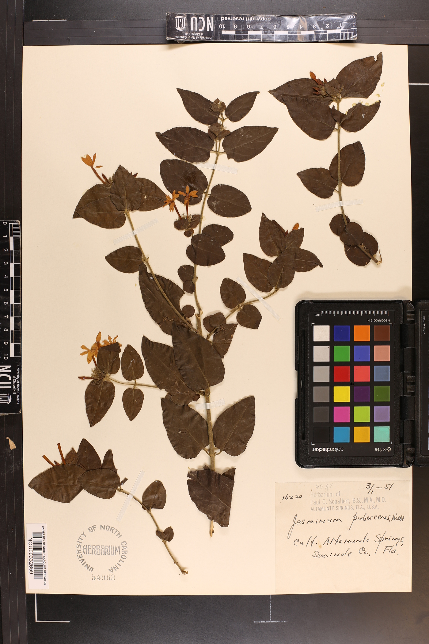 Jasminum pubescens image