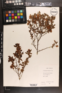 Vaccinium tenellum image