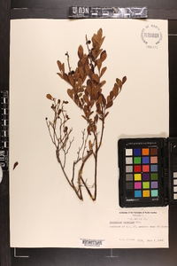 Vaccinium tenellum image