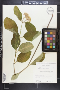 Asclepias variegata image