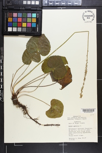 Galax urceolata image