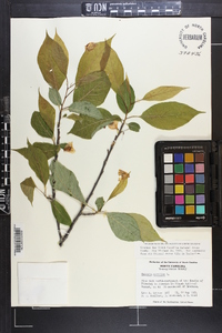 Halesia carolina image
