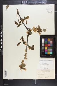 Halesia carolina image