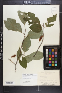 Halesia carolina image