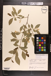 Styrax americanus image