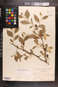 Styrax americanus image