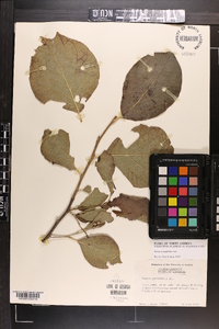 Styrax grandifolius image