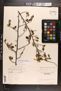 Styrax americanus image