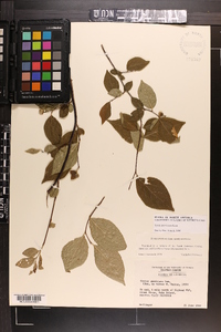 Styrax americanus image