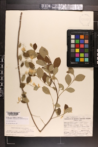 Styrax americanus image