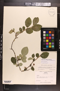 Styrax americanus image