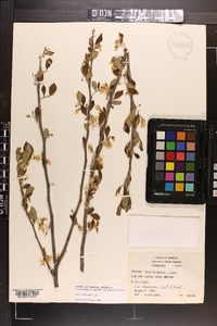 Styrax americanus image