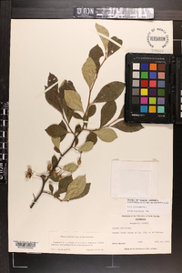 Styrax americanus image