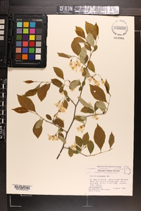 Styrax americanus image