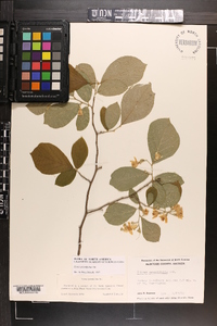 Styrax grandifolius image