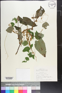 Cuscuta compacta image