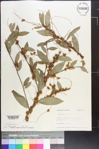 Cuscuta compacta image