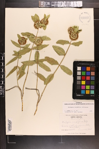 Asclepias viridiflora image