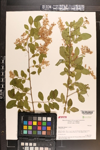 Ligustrum sinense image