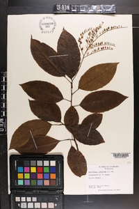 Oxydendrum arboreum image