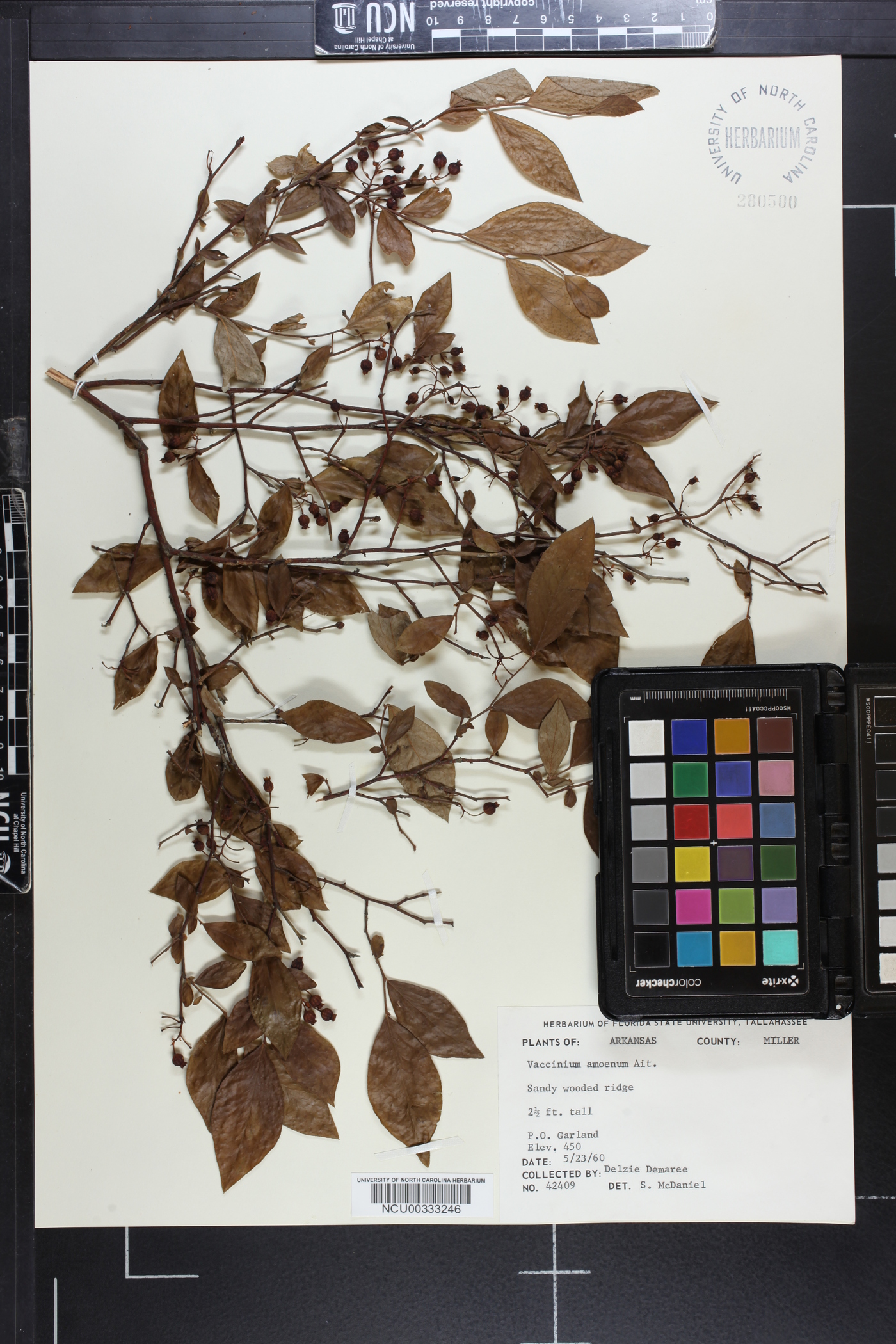 Vaccinium amoenum image