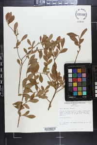 Vaccinium ashei image