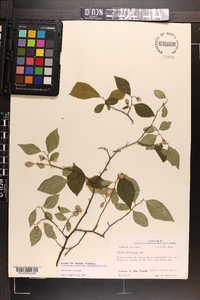 Styrax americanus image