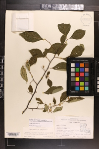 Styrax americanus image