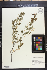 Styrax americanus image