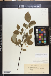 Styrax americanus image