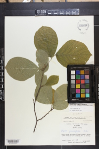 Styrax grandifolius image